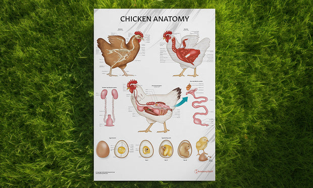 Chicken Anatomy