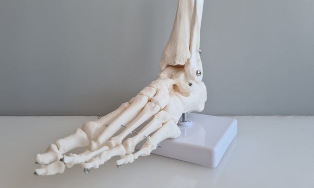 Foot & Ankle Anatomy