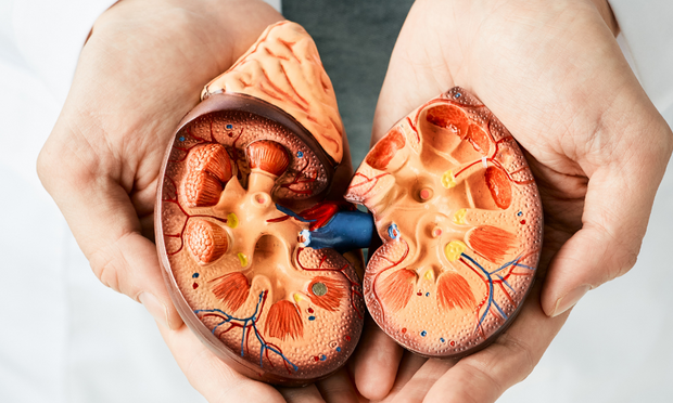 Kidney & Urinary System Anatomy