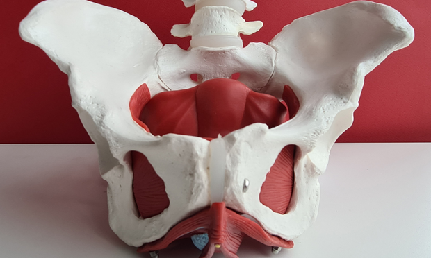 Pelvis Anatomy