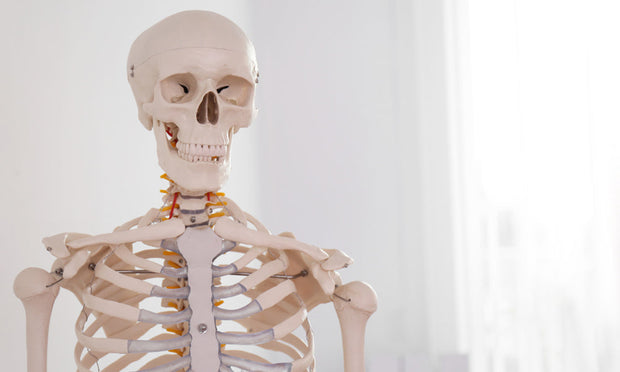 Skeleton Anatomy