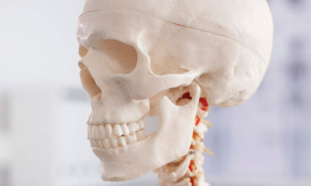 Skull Anatomy