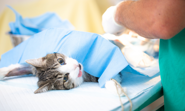 Spay & Neuter Education Tools for Better Pet Care