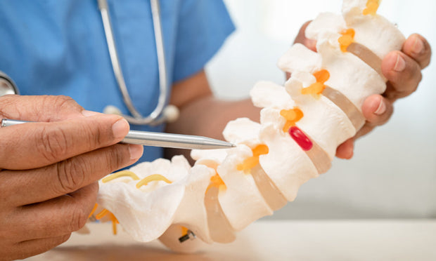 Spinal Nerve Anatomy