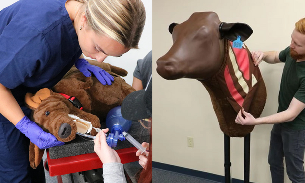 Veterinary Simulator - Real Life Learning