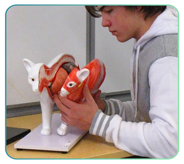 Feline Anatomy Models and Posters