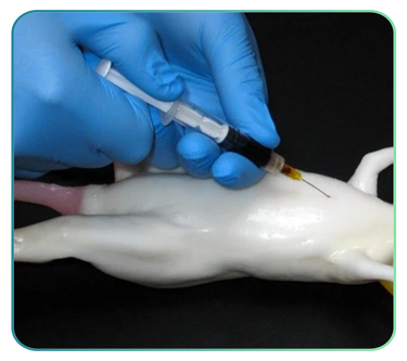 Exotic and Other Animal Anatomy Models and Posters