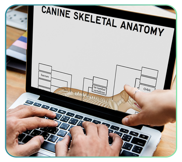 AnatomyStuff Veterinary