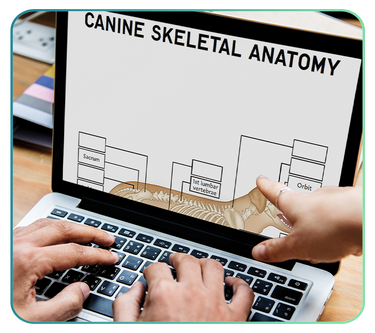 Veterinary Digital Downloads