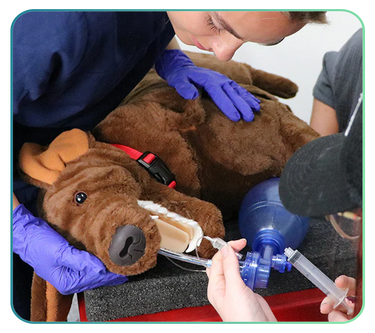 T Level Models and Posters for Animal Care and Management