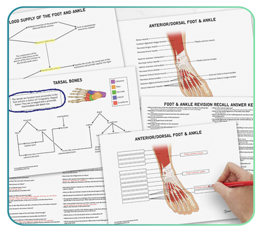 Anatomy Revision Summaries & Guides