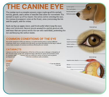 Animal Conditions Posters