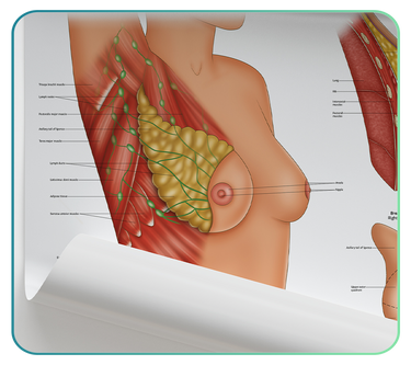 Breast Anatomy Models and Posters