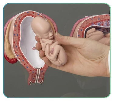 Gynaecology Clinical Skills Trainers