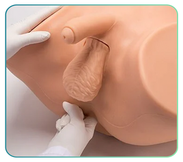 Prostate Examination Trainers