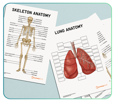Digital Anatomy Worksheets