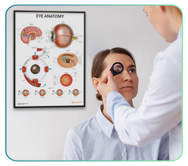 Eye Anatomy Posters
