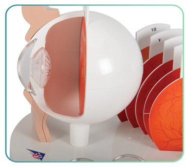 Eye Retinopathy Trainers
