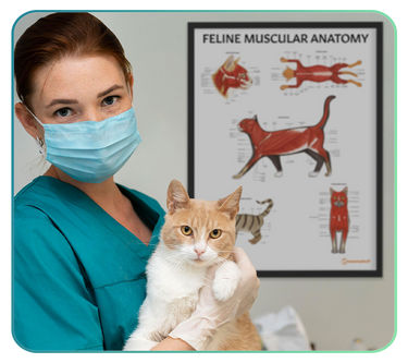 Feline Anatomy Posters