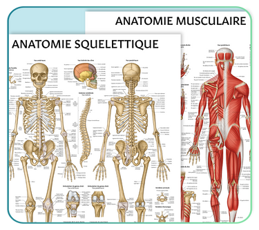French Anatomy Posters