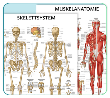 German Anatomy Posters