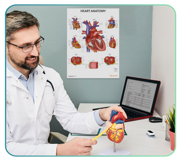 Heart Anatomy Posters