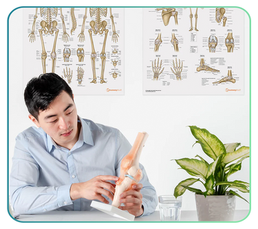 Joint and Muscle Models and Anatomy Posters