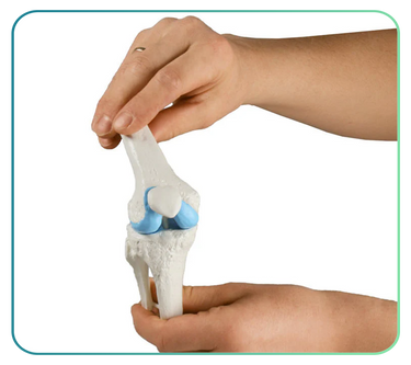 Knee & Hip Replacement Models