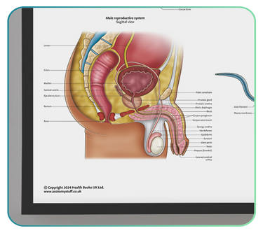 Male Reproductive System Anatomy Posters