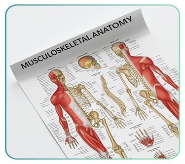 Musculoskeletal Anatomy Posters
