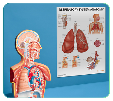 Respiratory Anatomy Posters