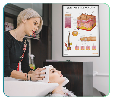 Skin & Hair Anatomy Posters