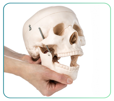 Spine and Skull Models and Anatomy Posters