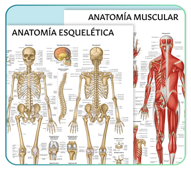 Spanish Anatomy Posters