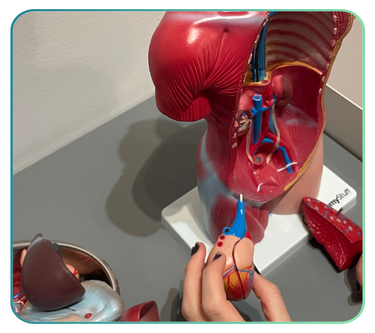 Torso Models and Anatomy Posters