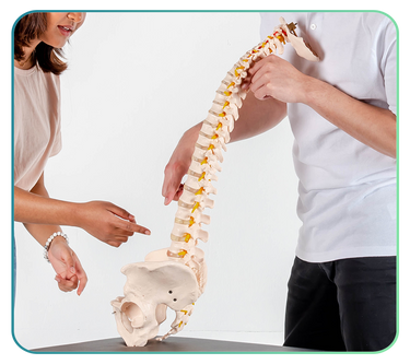 Vertebral Columns