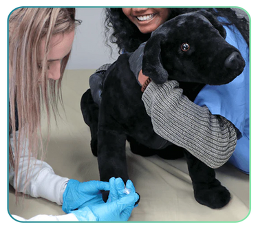 Veterinary (Canine & Feline)