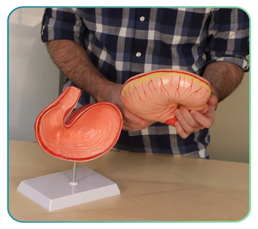 Farm Animal Anatomy Models and Posters