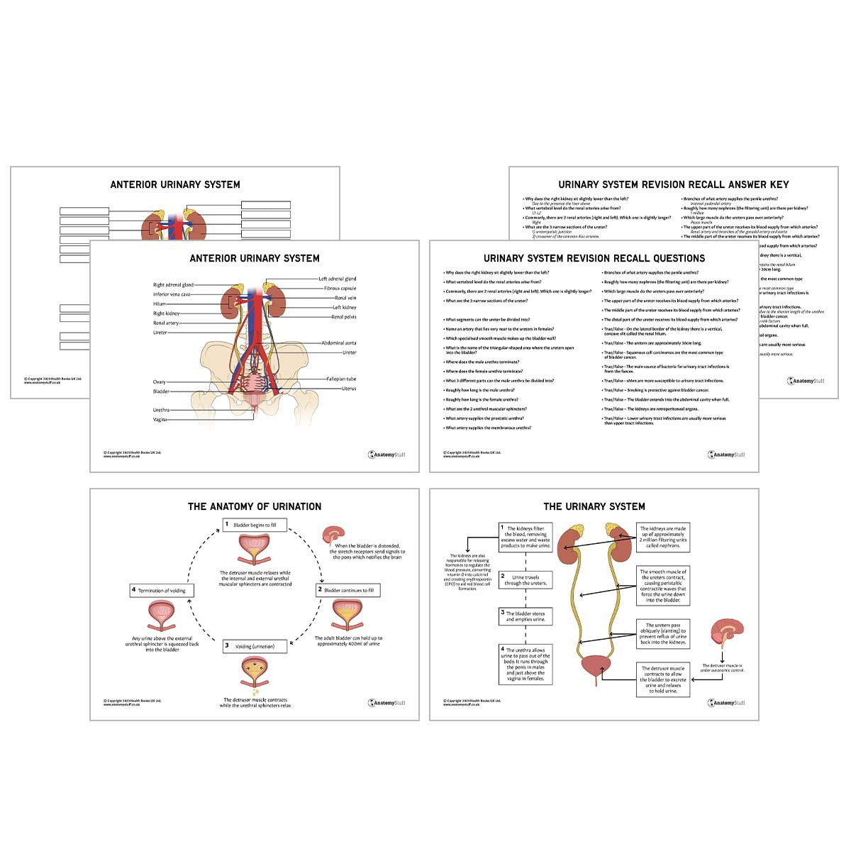 Abdomen Anatomy Revision Pack (Interactive & Printable PDFs)