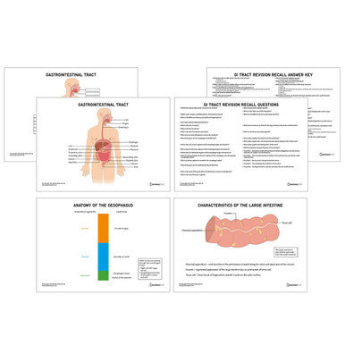 Abdomen Anatomy Revision Pack (Interactive & Printable PDFs)