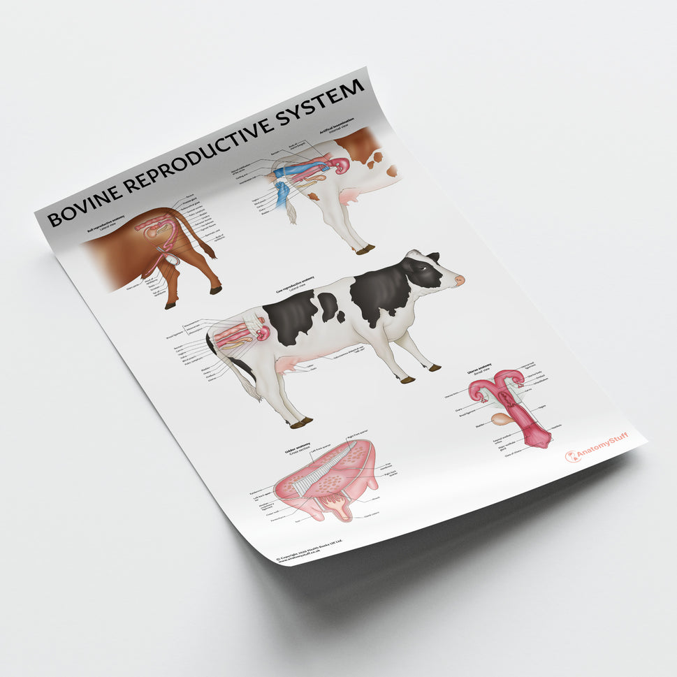 Bovine Reproductive Anatomy Chart / Poster
