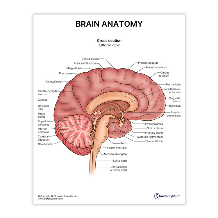 Brain Anatomy Print (Small 8x10")