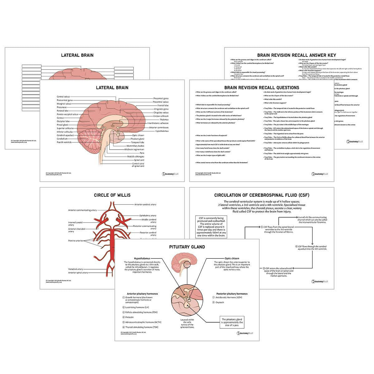 Brain Anatomy Revision Worksheets (Interactive and Printable PDFs)