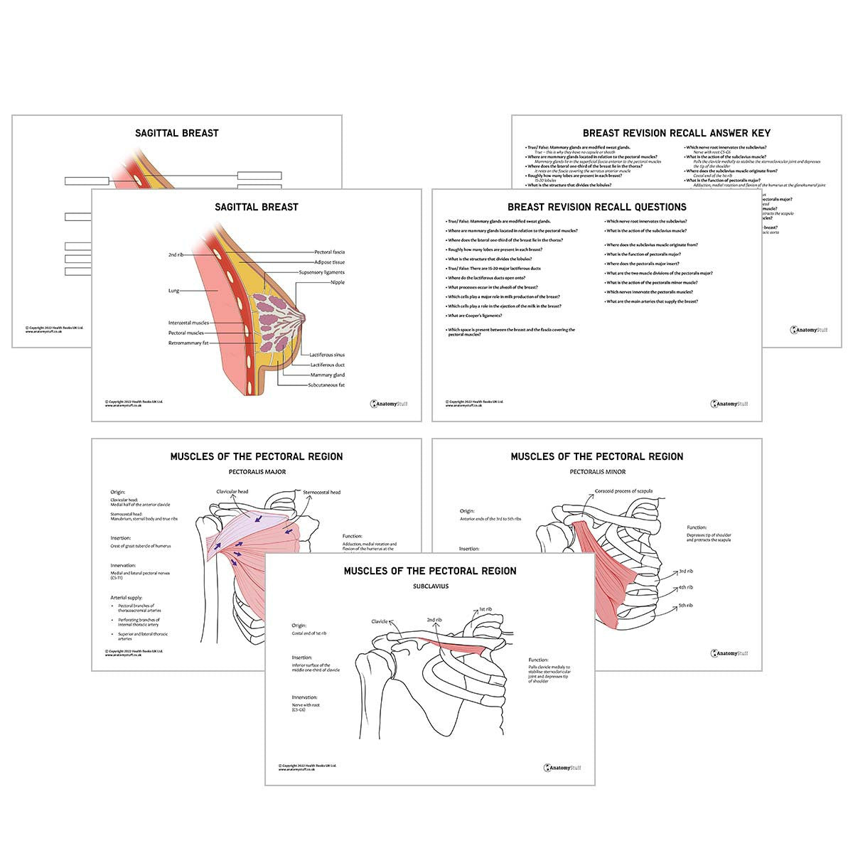 Female Breast Anatomy Revision Worksheets (Interactive & Printable PDFs)