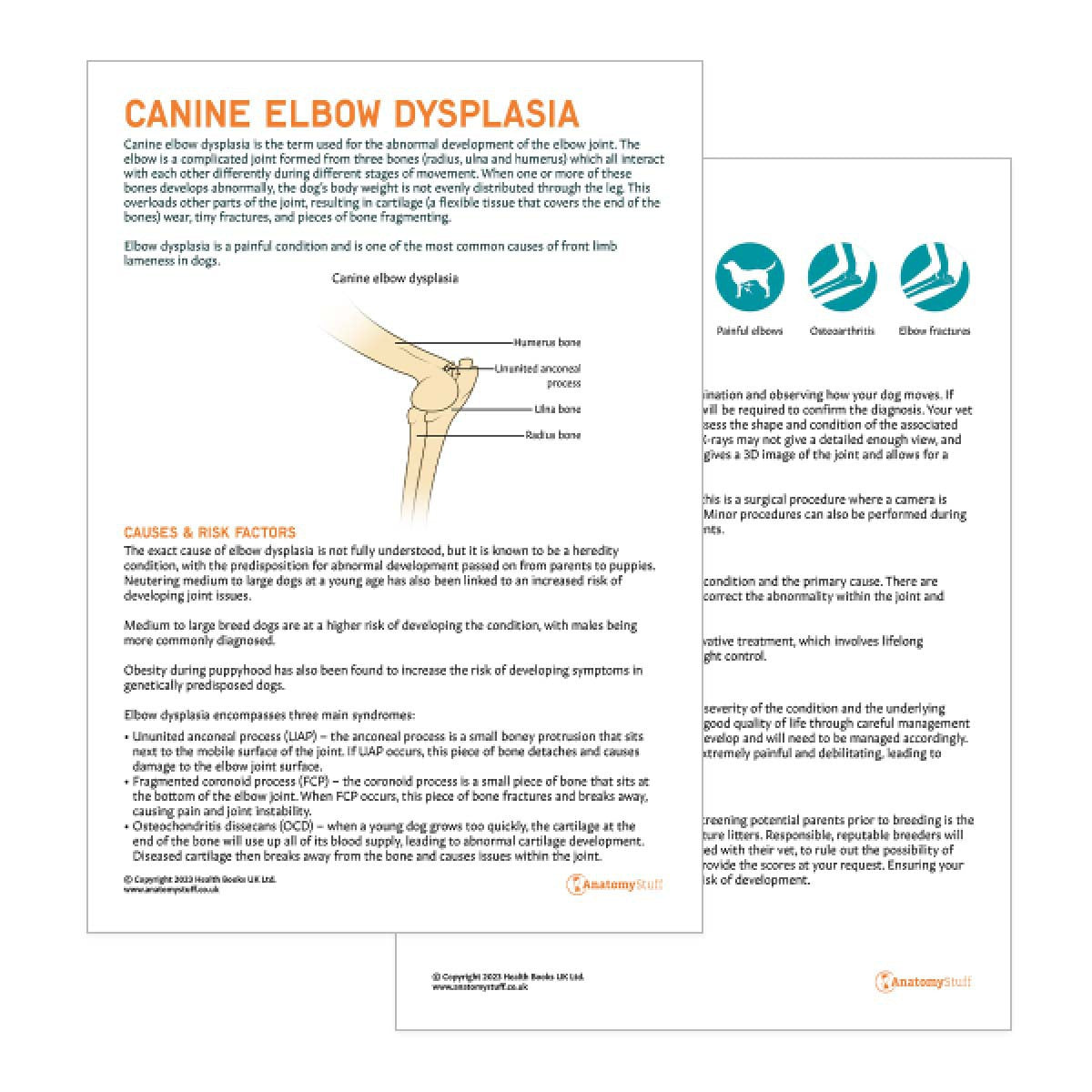Canine Elbow Dysplasia Pet Owner Education Handout (Printable PDF)
