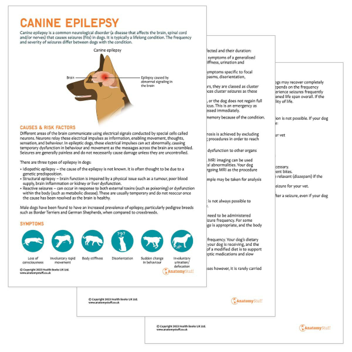 Canine Epilepsy Pet Owner Education Handout (Printable PDF)