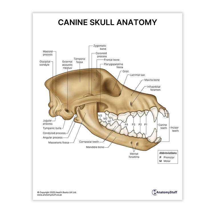Canine Ear Anatomy Print (Small 8x10")