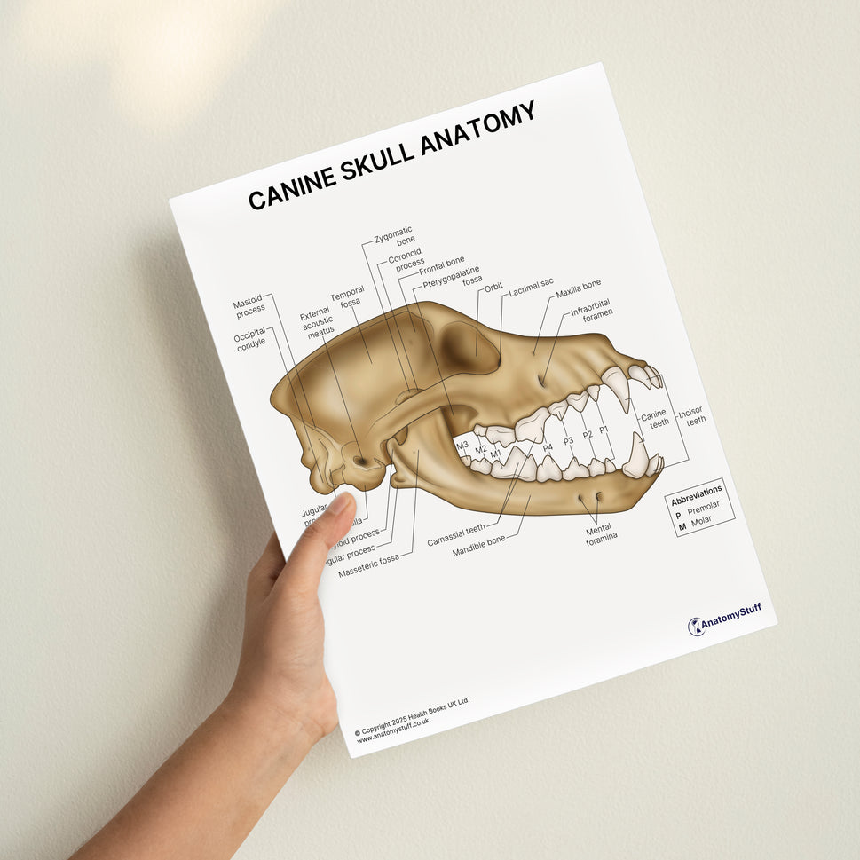 Canine Ear Anatomy Print (Small 8x10")