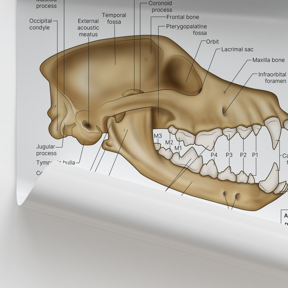 Canine Ear Anatomy Print (Small 8x10")