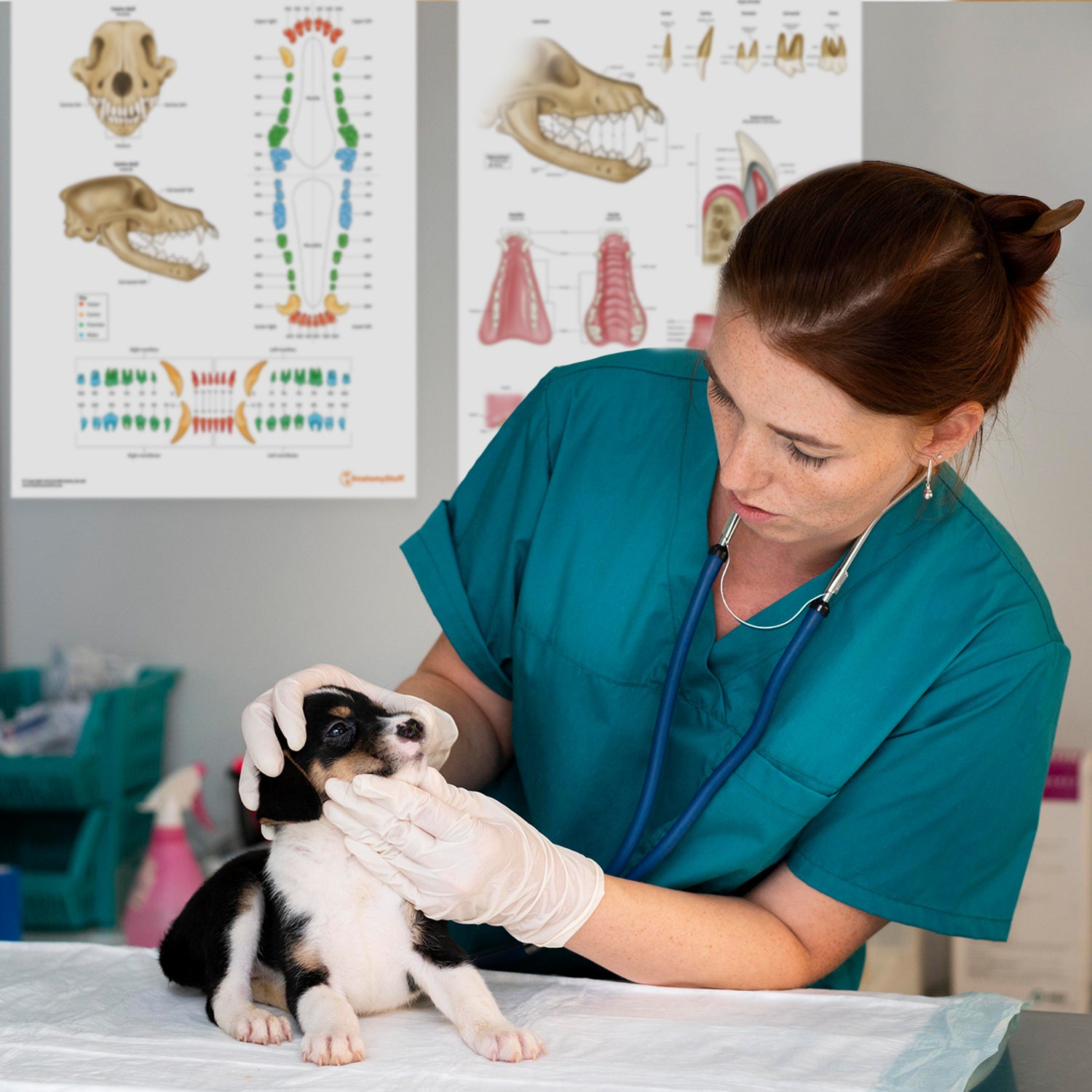 Canine Dental Map Chart / Poster